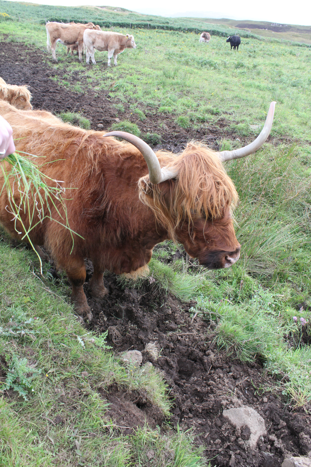 MacBackpackers_Hairycoos